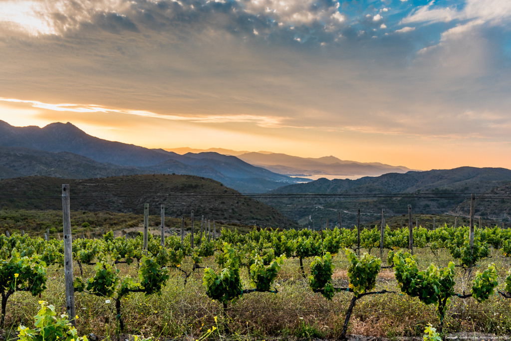Paisatge de vinyes a l'Empordà amb muntanyes al fons