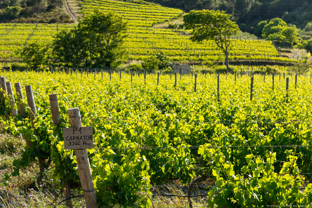 Vinyes de Garnatxa a l'Empordà